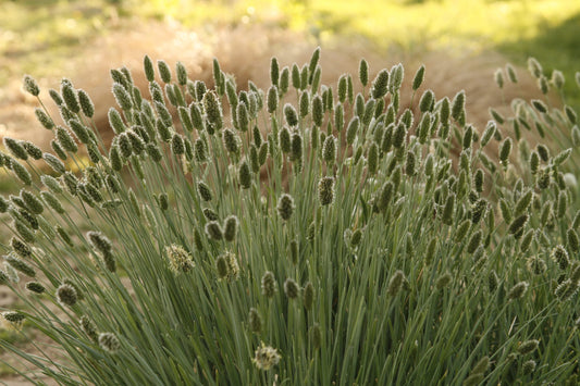 Mėlitas (Sesleria nitida)