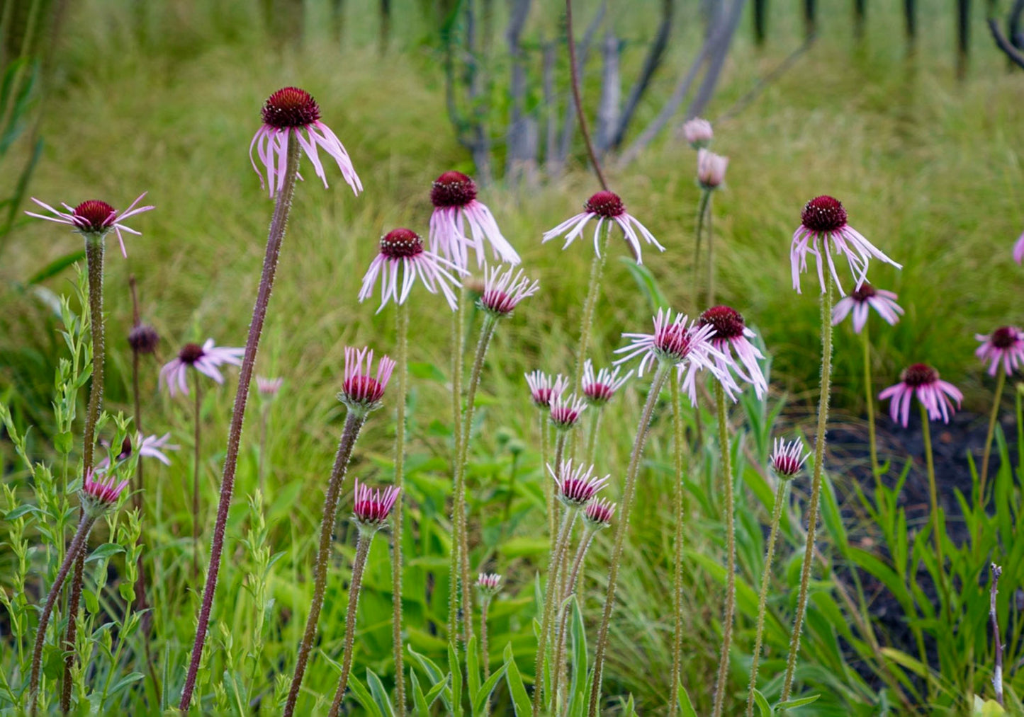 Blyškioji ežiuolė (Echinacea pallida)