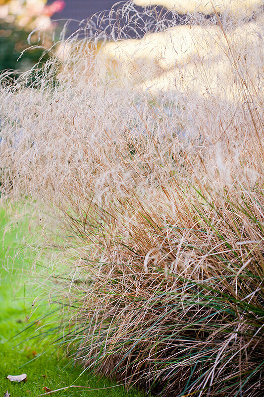 Kupstinė šluotsmilgė'Goldschleier'(Deschampsia cespitosa)