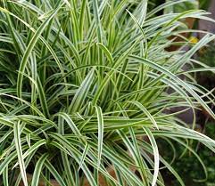 Viksva 'Vanilla Ice' (Carex morrowii)