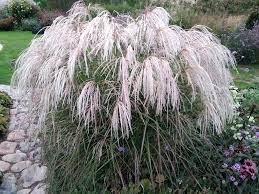 Kininis miskantas 'Kaskade'(Miscanthus sinensis)