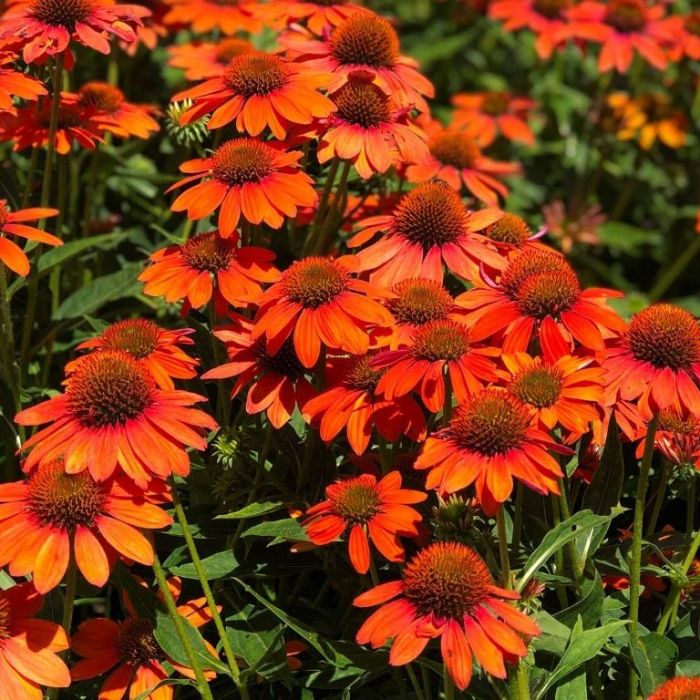Ežiuolė 'Lakota Orange' (Echinacea)