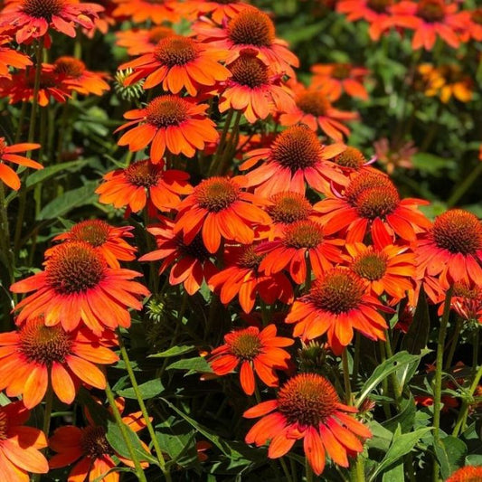 Ežiuolė 'Lakota Orange' (Echinacea)