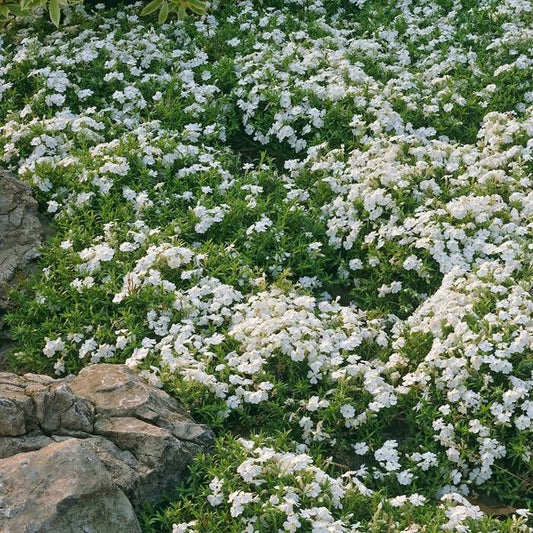 Kiliminis flioksas 'Maischnee' (Phlox subulata)