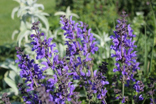 Pievinis šalavijas 'Rhapsody in Blue' (Salvia pratensis)
