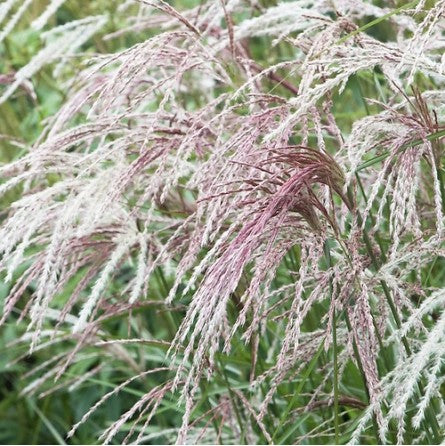 Kininis miskantas 'Kaskade'(Miscanthus sinensis)