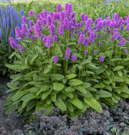 Notra 'Hummelo' (Stachys)