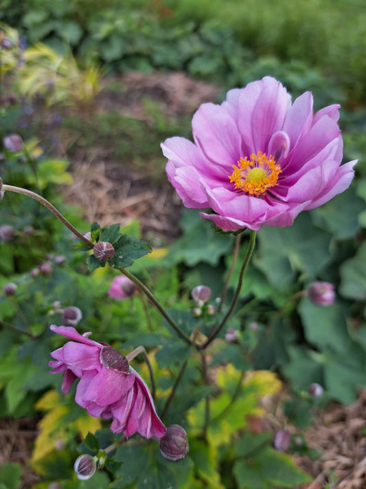 Plukė 'Margarete' (Anemone hupehensis)